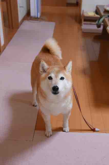 若い頃のりんごちゃん