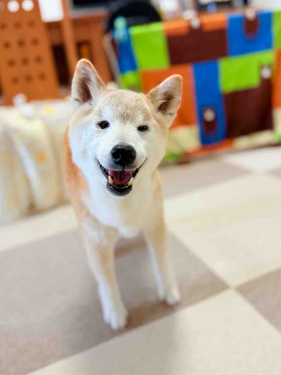 りんごちゃん 笑顔