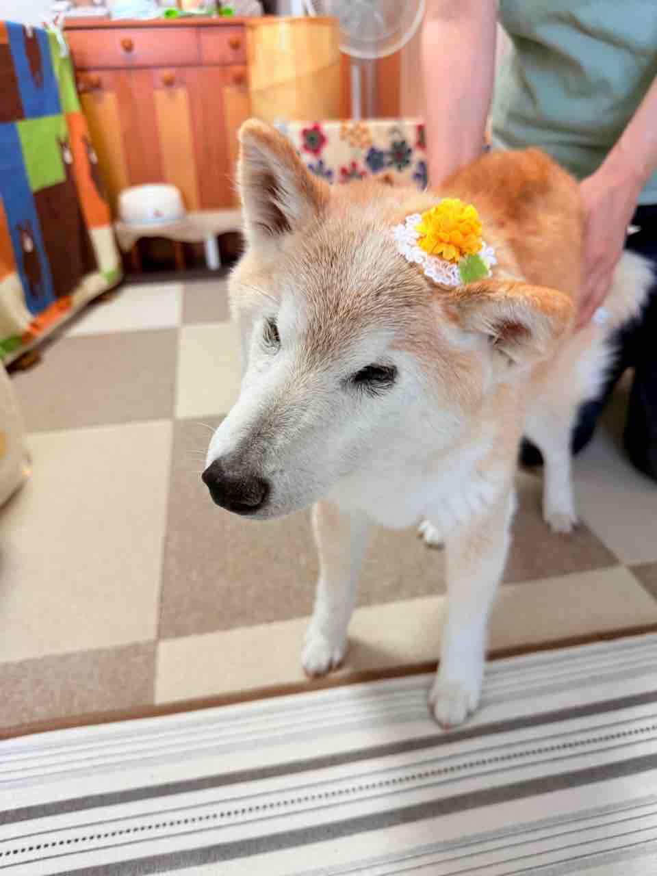りんごちゃん一家