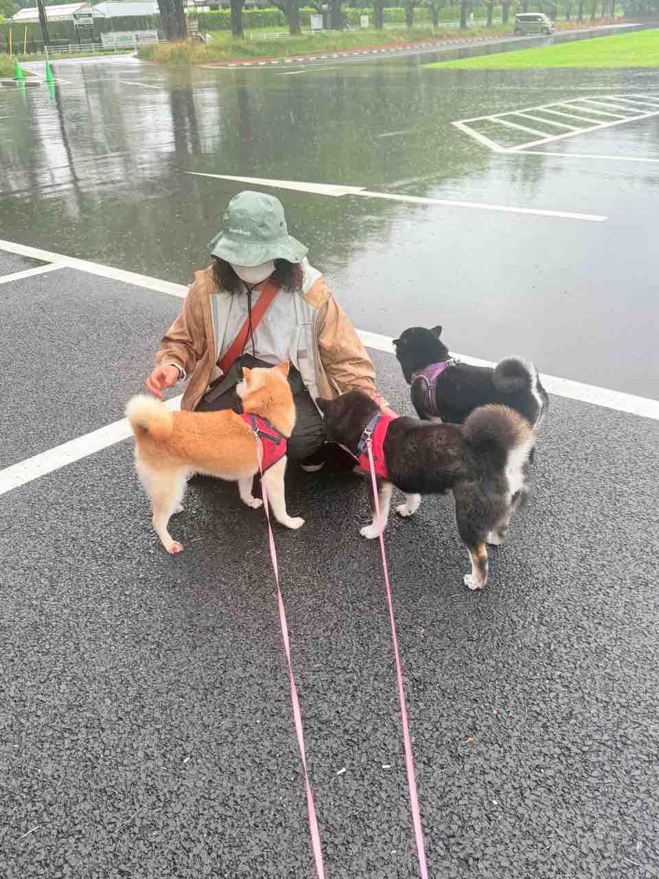 雨の日のお散歩