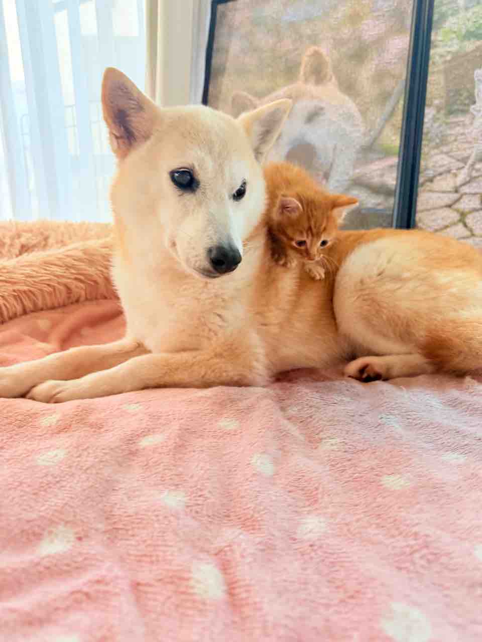 りんごちゃんとかぼすちゃん 思い出